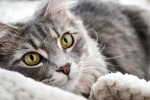 gray cat with black stripes lounging on pillow