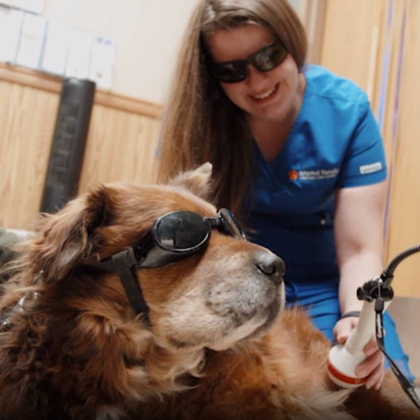 golden retriever dog receiving cold laser therapy in ames ia