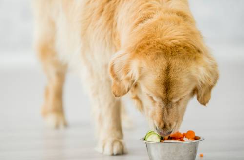 golden retriever dog eating healthy food