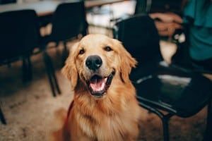 Golden Retriever happily looking at you
