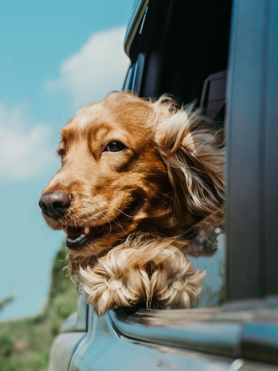 happy dog with head out car door window