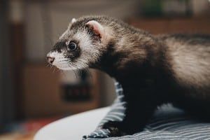 ferret resting on table