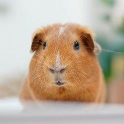 brown guinea pig on white counter