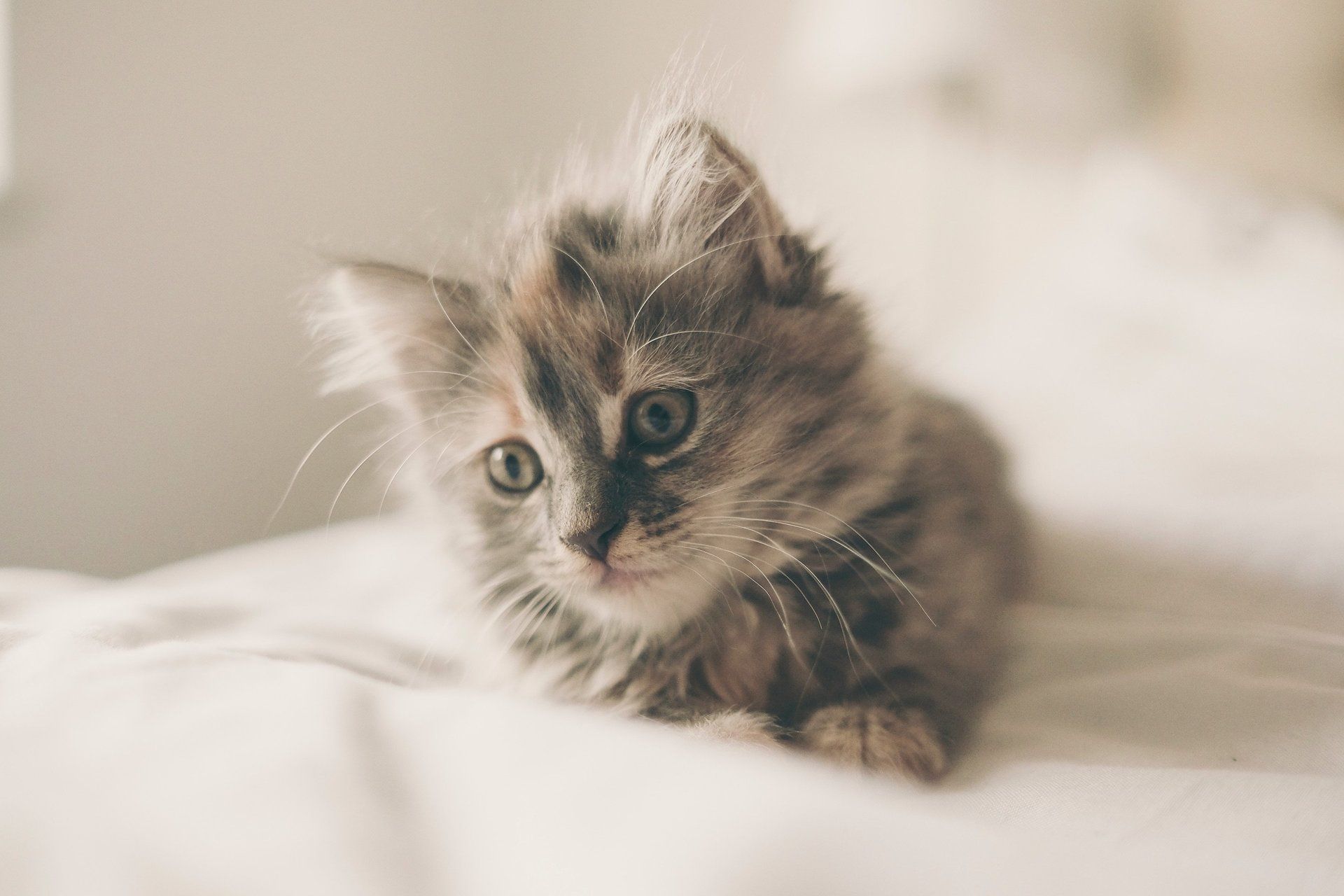 super cute kitten
