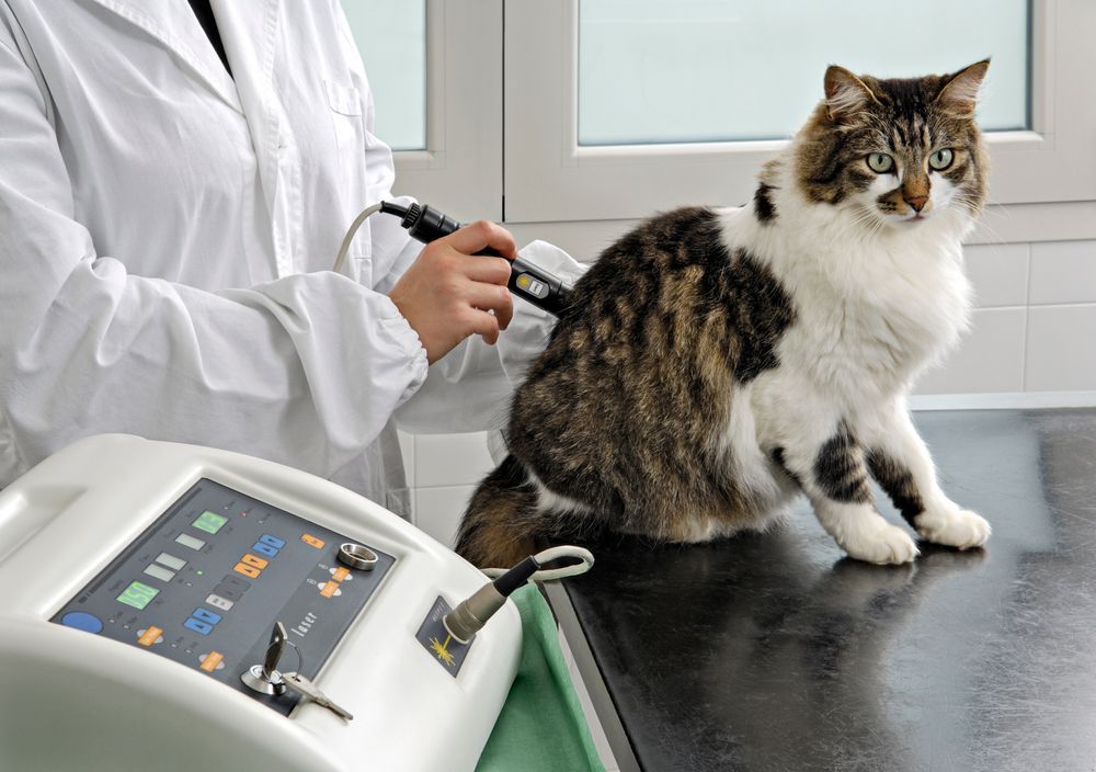 laser therapy for cats in Ames, IA