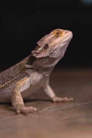bearded dragon lizard