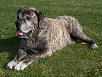 big old dog lying on the grass
