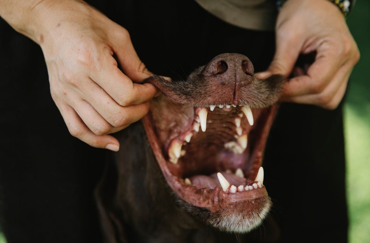 pet dental care in Ames