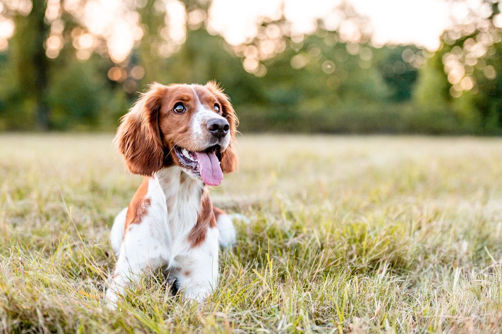 pet hospital in Ames IA