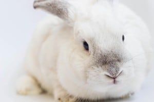 cute soft white rabbit