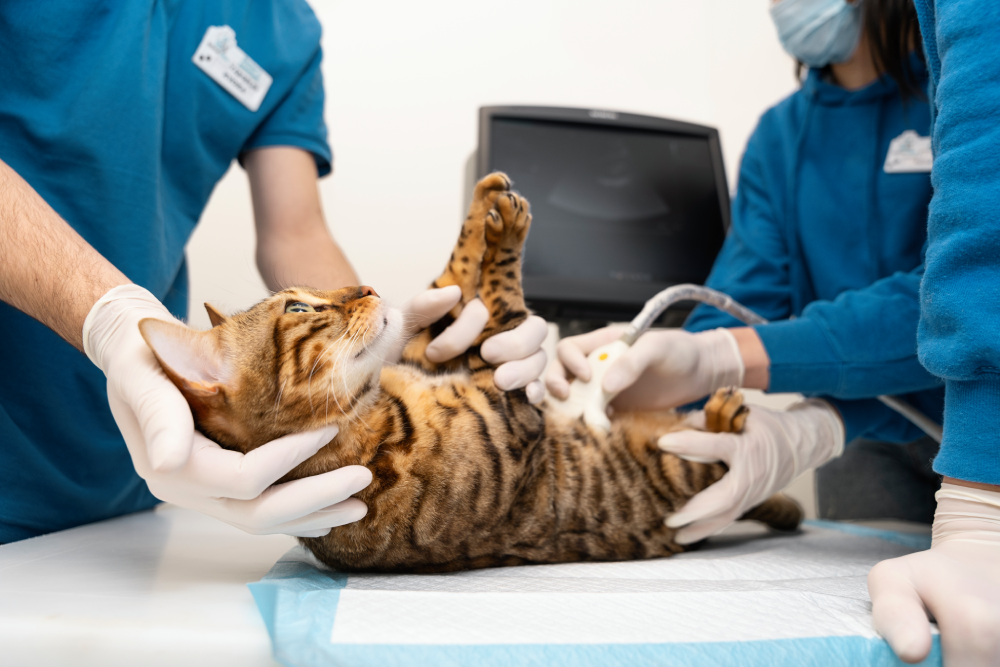 veterinary clinic