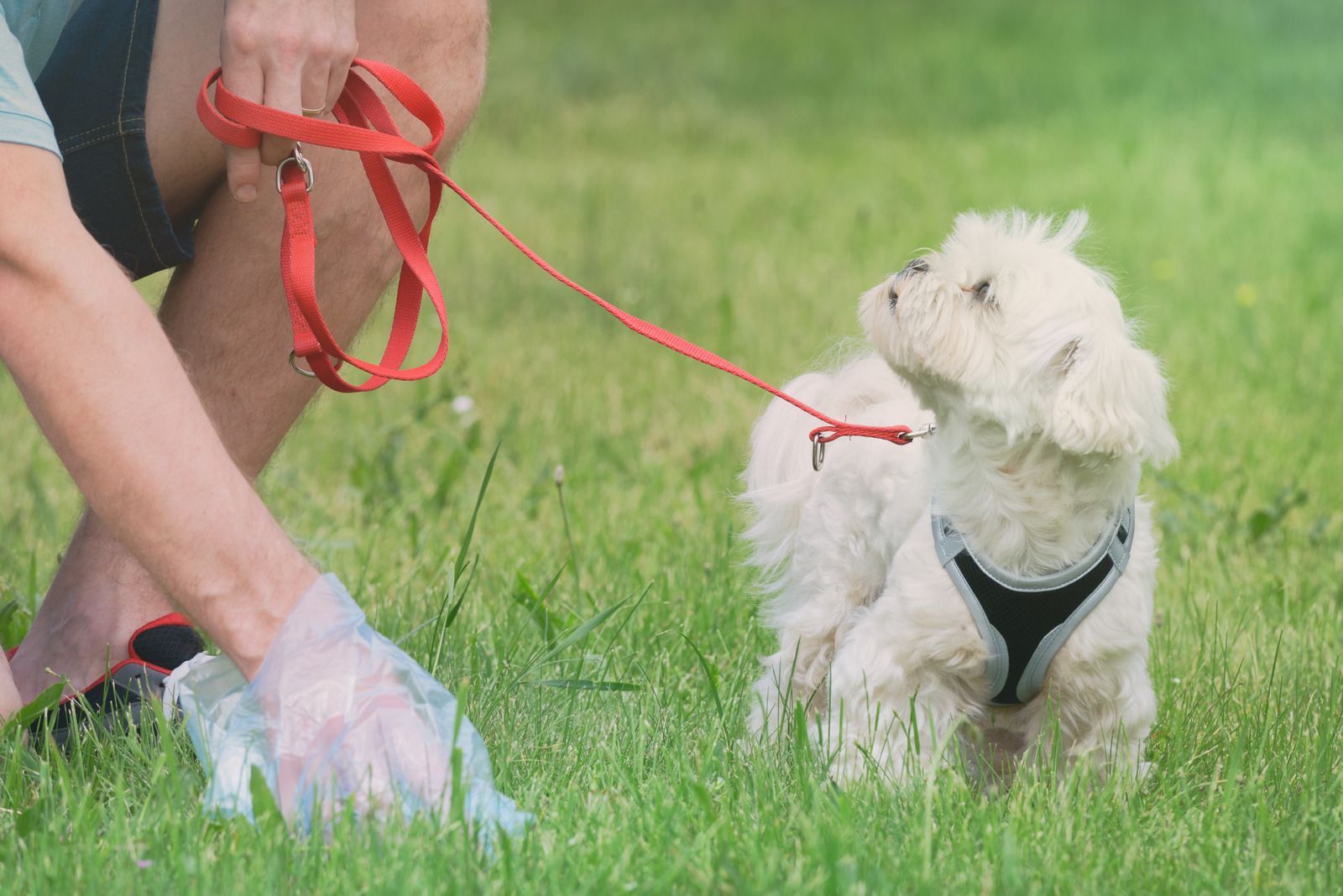 A person is picking up dog poop in the grass.