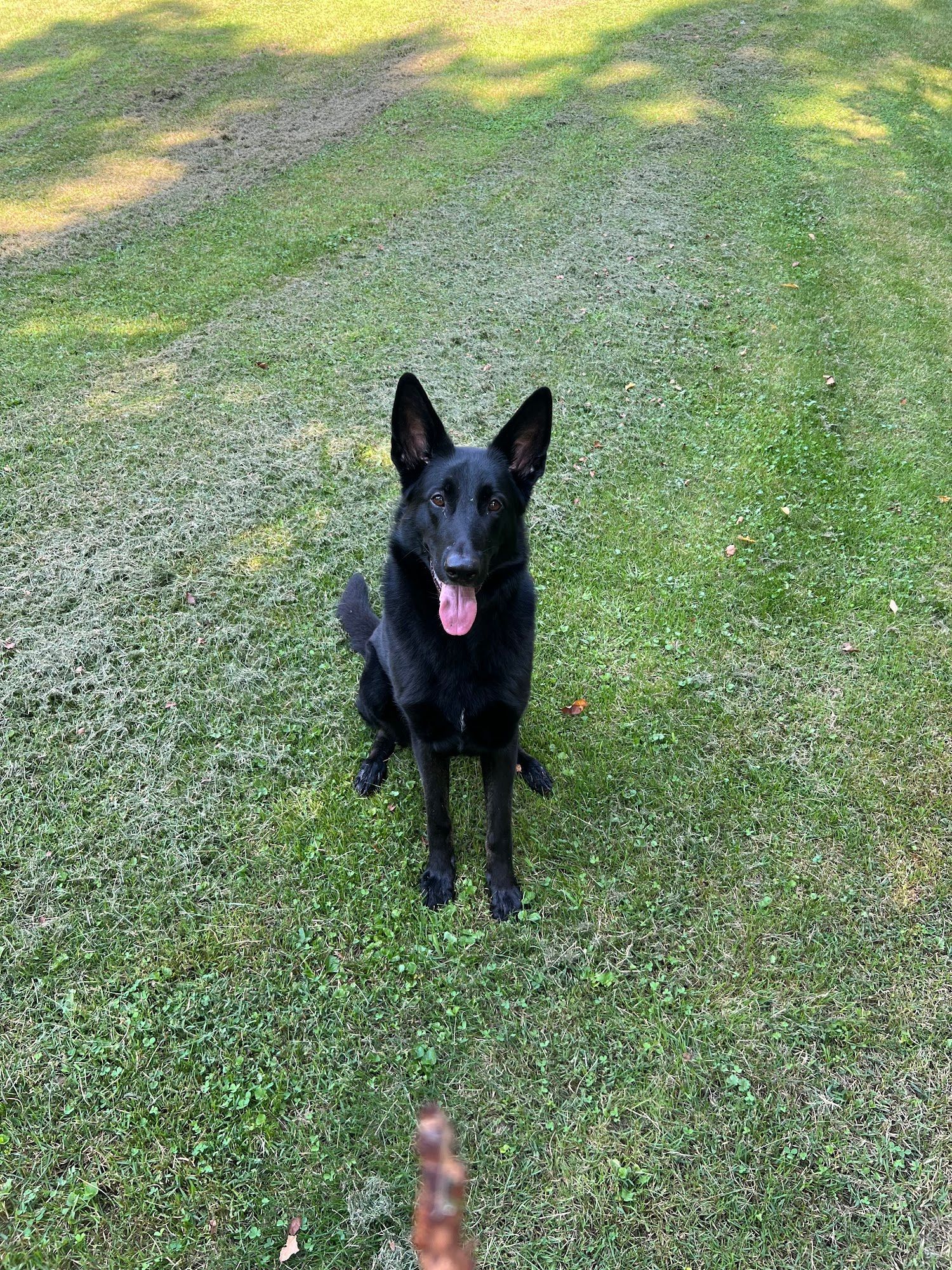 A black dog is sitting in the grass with its tongue out.