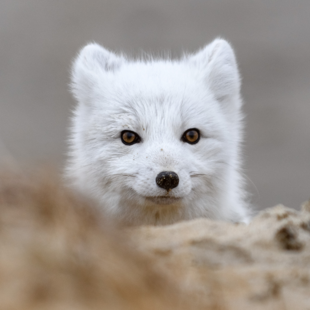 A close up of a white fox looking at the camera.
