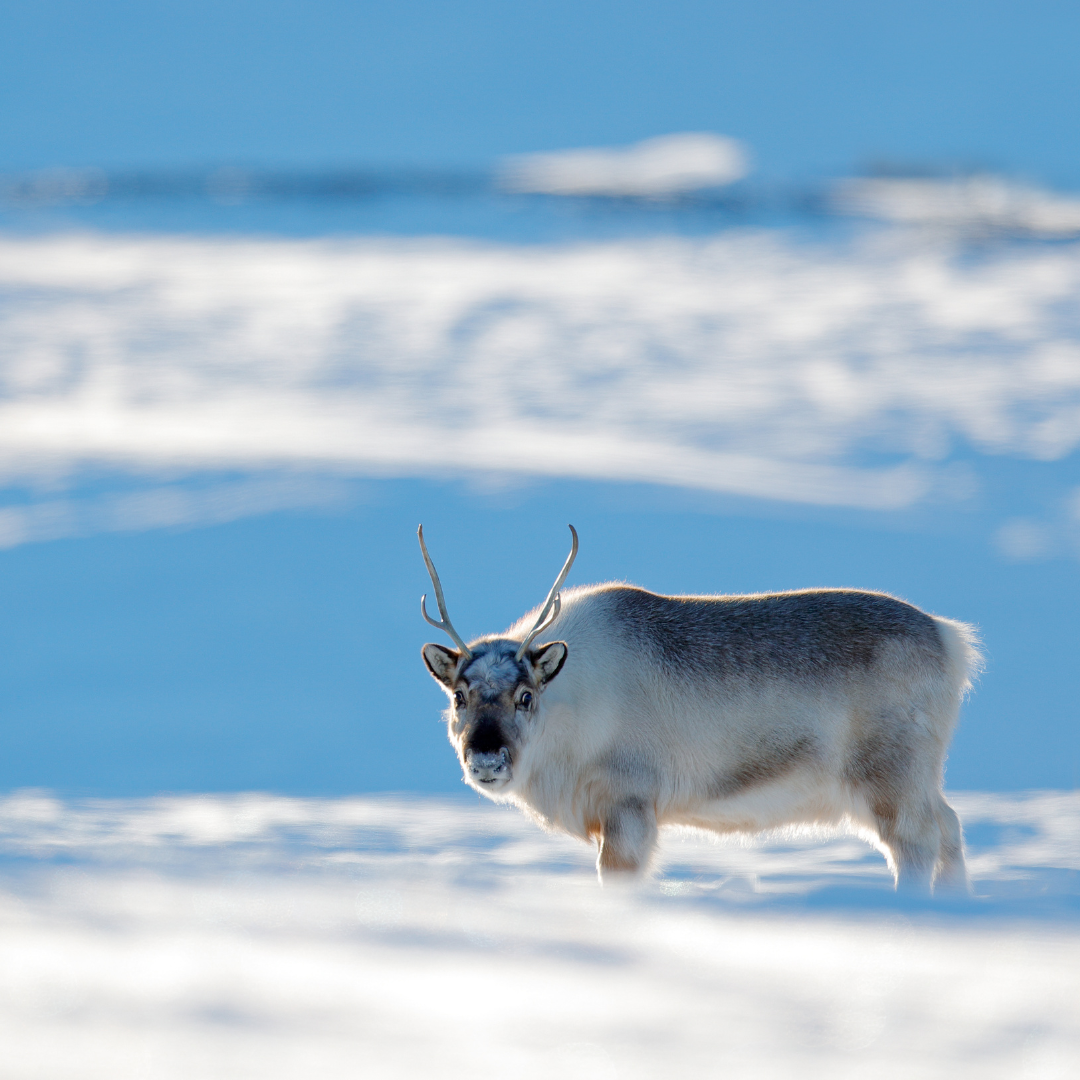 A reindeer standing in the snow with a blue sky in the background
