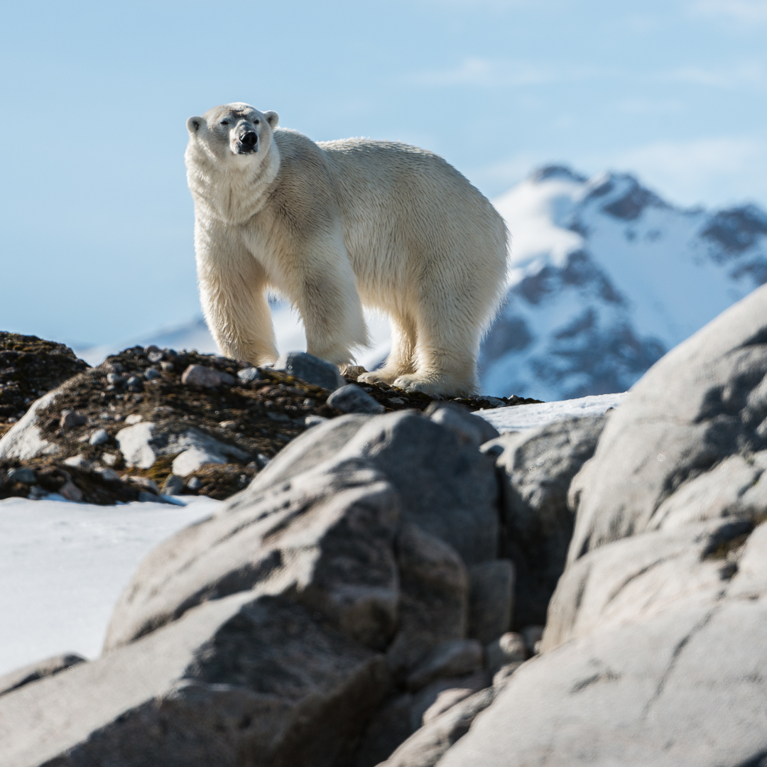 A polar bear standing on top of a snow covered mountain