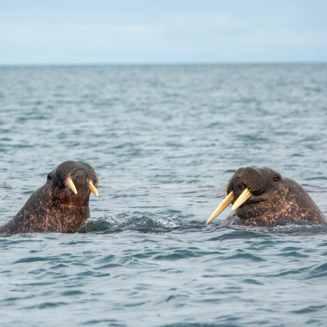 Two walruses are swimming together in the ocean