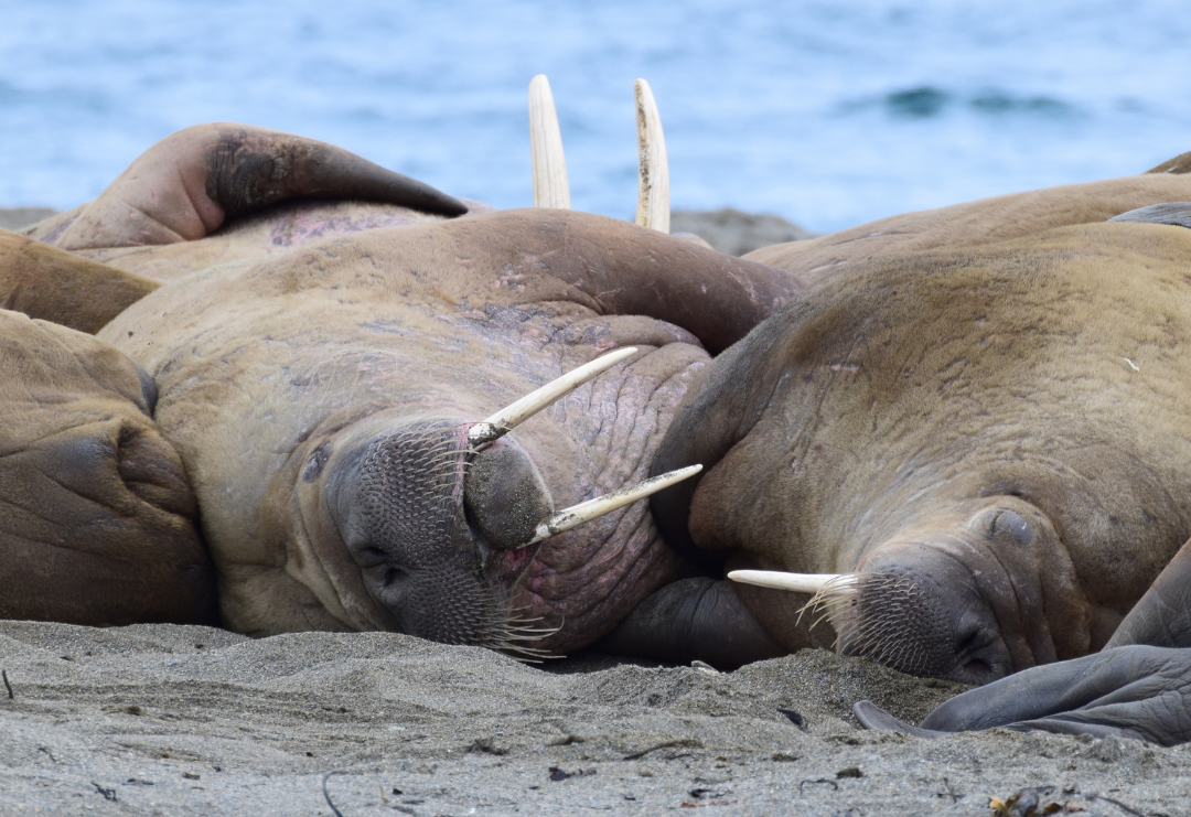 A group of walruses are sleeping on the beach