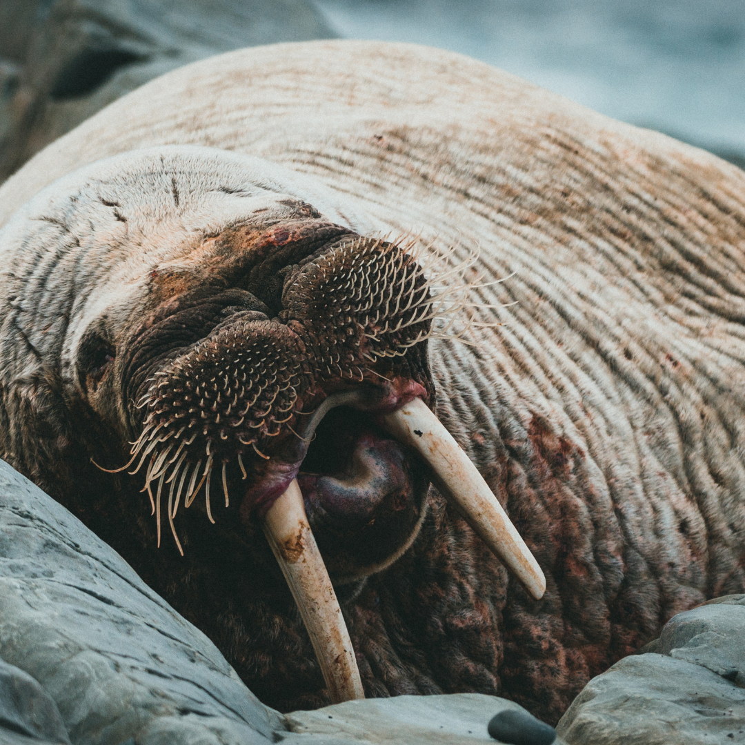 A walrus laying on a rock with its mouth open