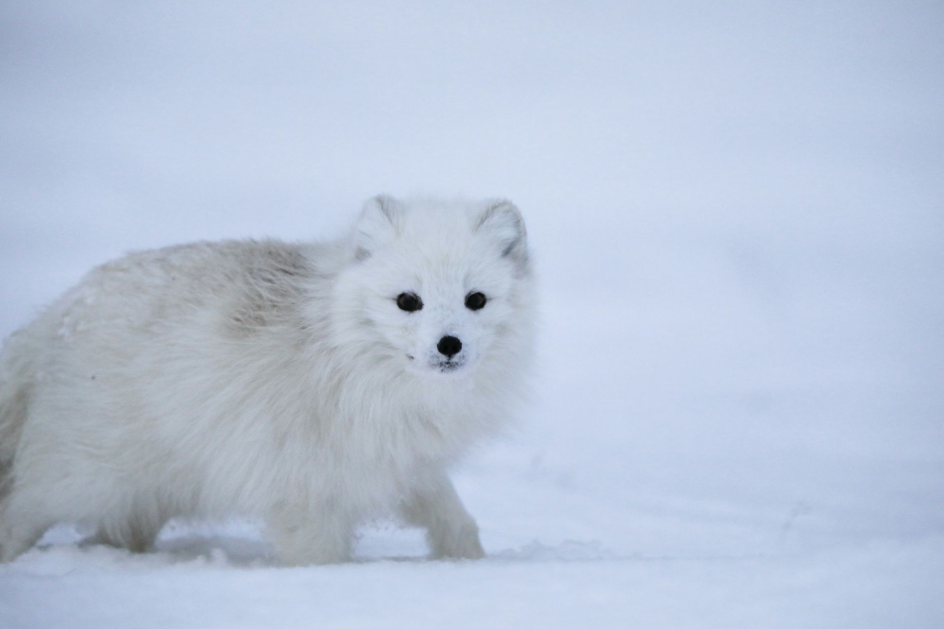 A white arctic fox is walking through the snow.