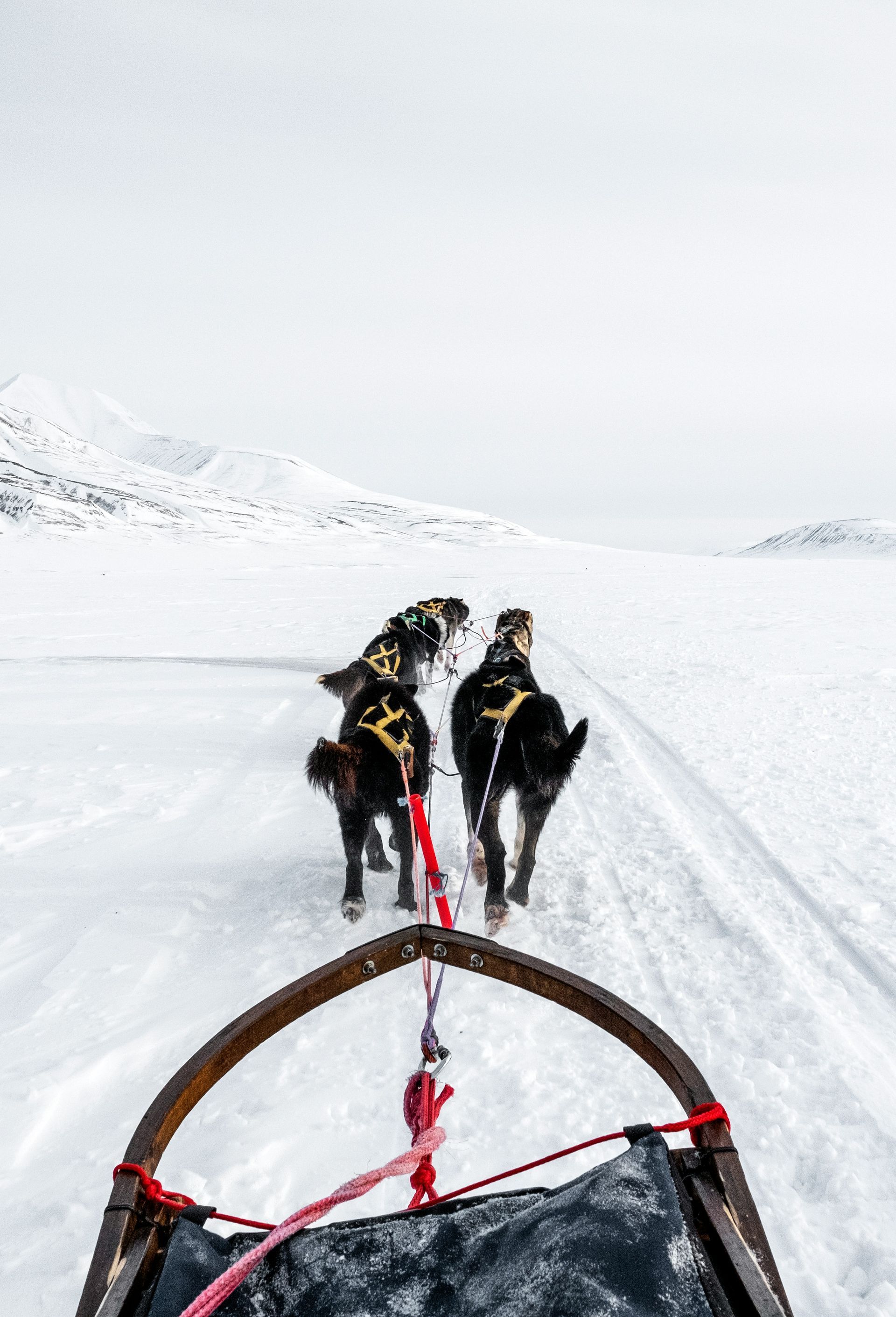 A group of dogs pulling a sled through the snow.
