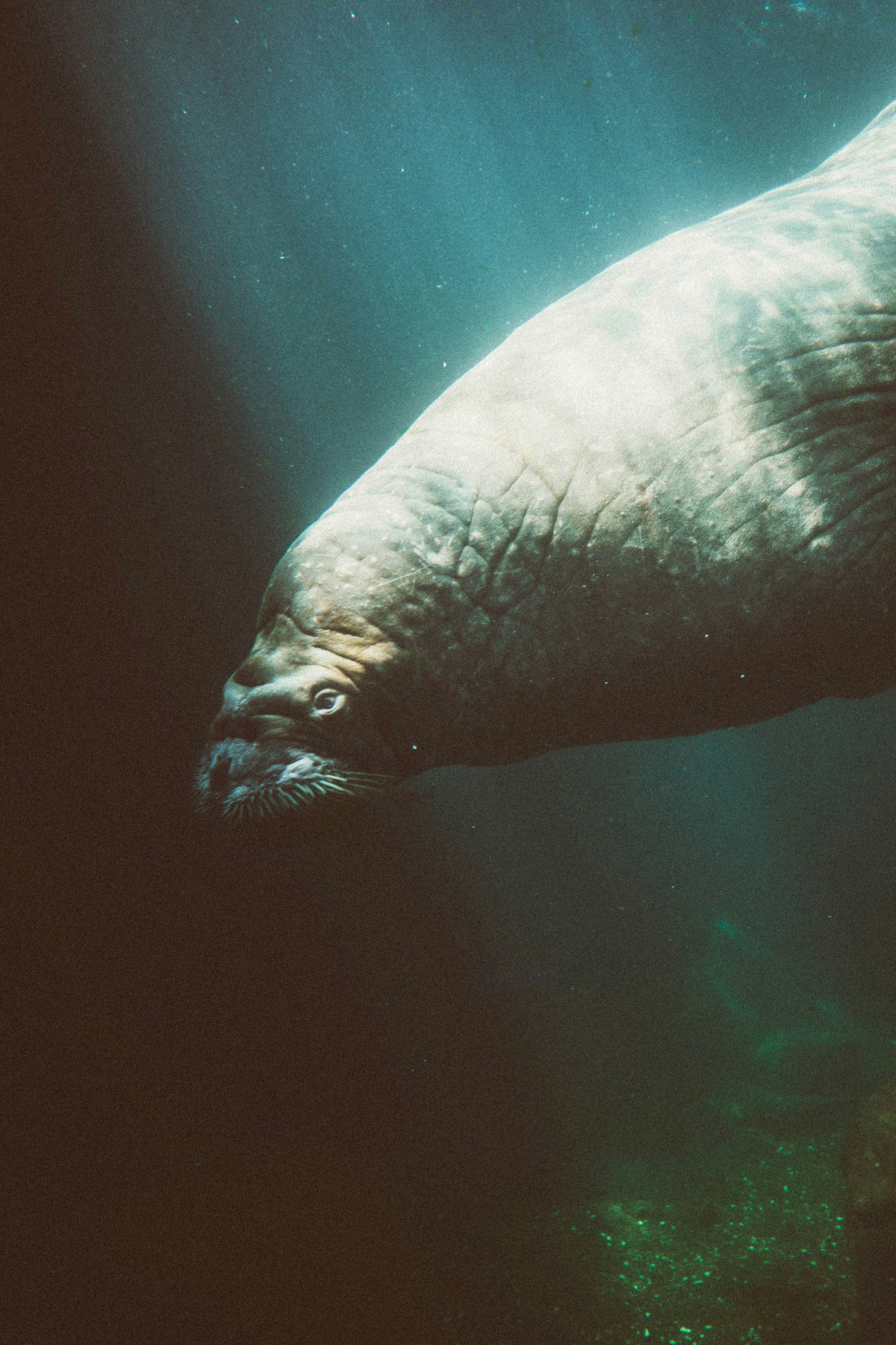 A seal is swimming in the water and looking at the camera