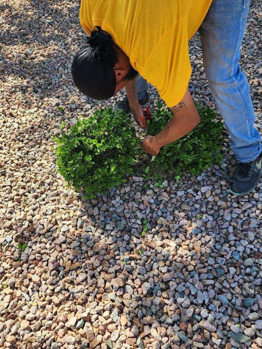 Person in yellow shirt planting a green shrub in a gravel yard