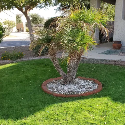 Small landscaped tree with white rocks in a red circular border on a green lawn near a walkway.