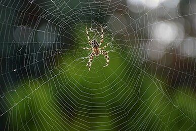 A spider in a web outside a home on the Gold Coast