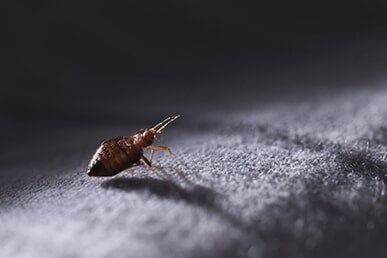 Bed Bugs infesting a home on the Gold Coast