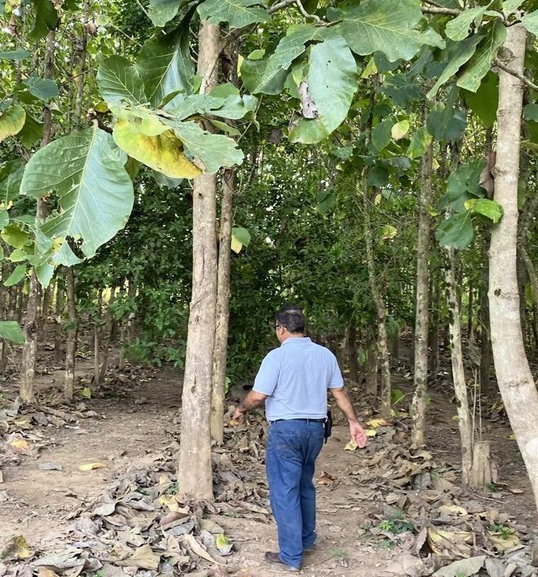 Man walking in a teak forest with dry leaves on the ground and green foliage above.