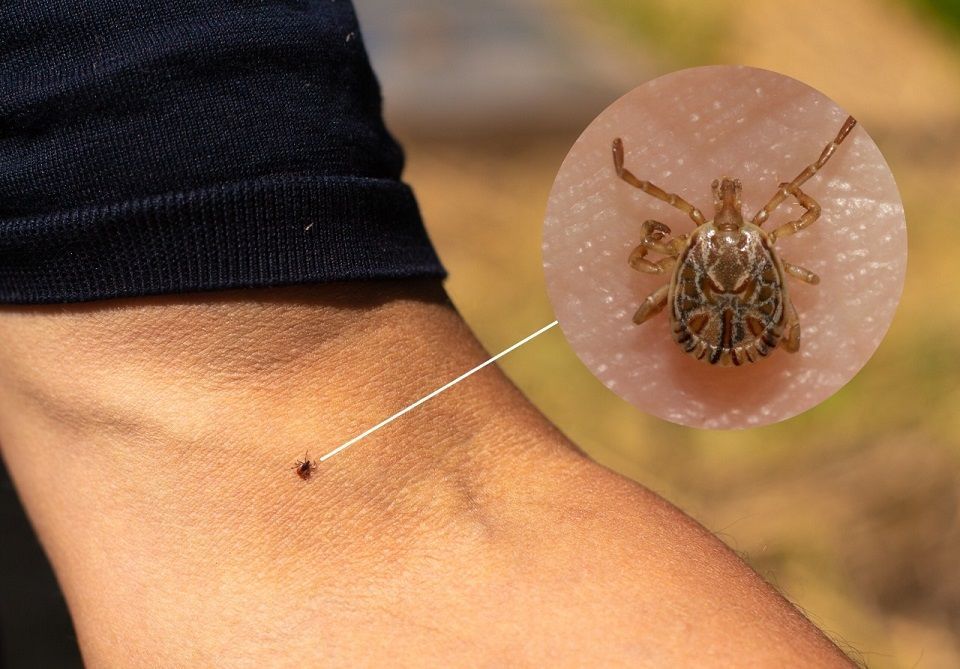Lone star tick and Brazilian spotted fever