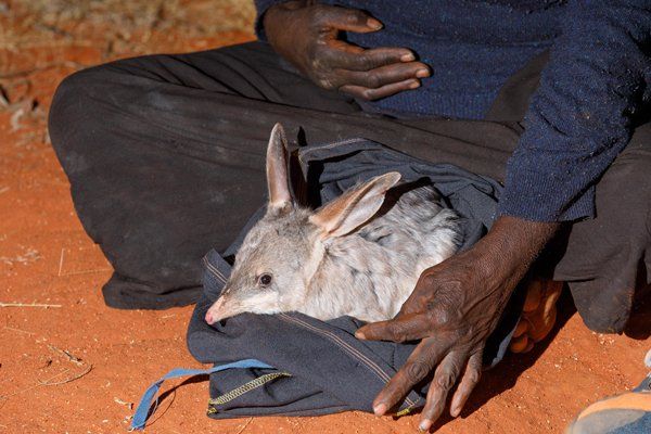 Bilby absorbs its new surroundings at Newhaven Wildlife Sanctuary