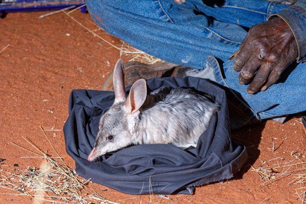 Bilby absorbs its new surroundings at Newhaven Wildlife Sanctuary