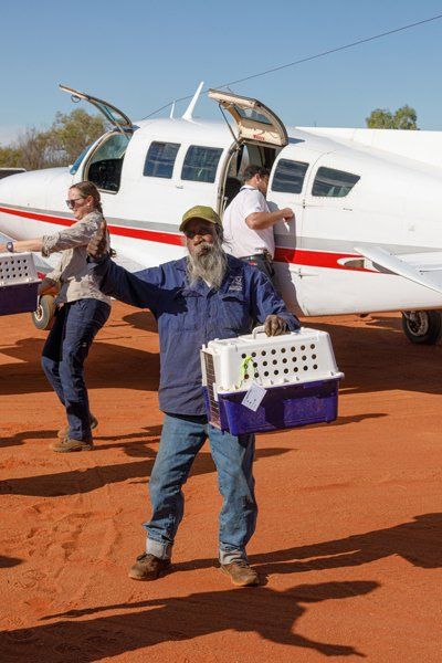 Bilby retrieved from aircraft at Newhaven Wildlife Sanctuary