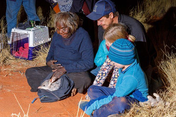 Bilby released into its new feral predator-free home at Newhaven