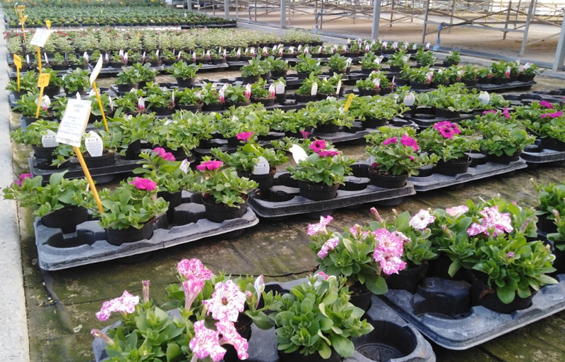 File di piante fiorite in vaso, con fiori rosa e viola, disposte su vassoi in una serra.