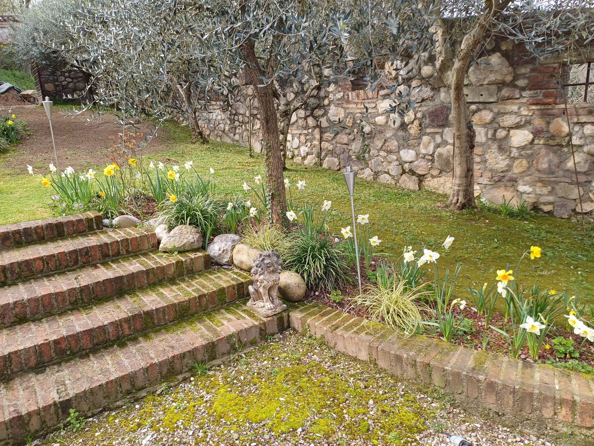 Gradini in mattoni e aiuole fiorite salgono verso un giardino con narcisi, alberi e un muro di pietra.
