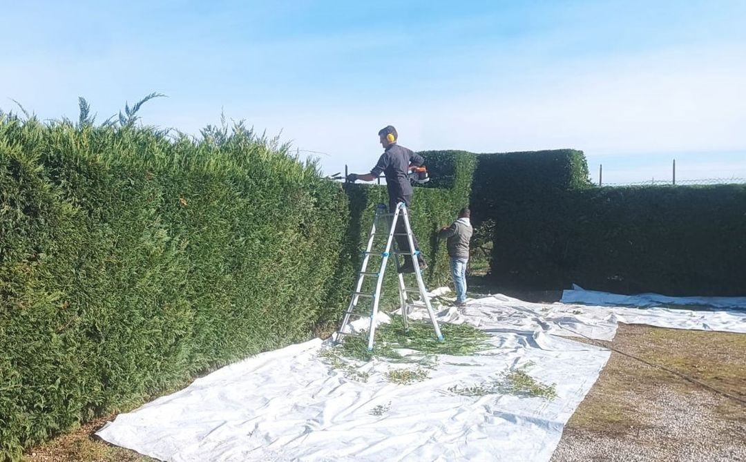 Due persone stanno potando una siepe alta con una scala e delle cesoie, in una giornata di sole. Foglie verdi e un lenzuolo bianco sono a terra.