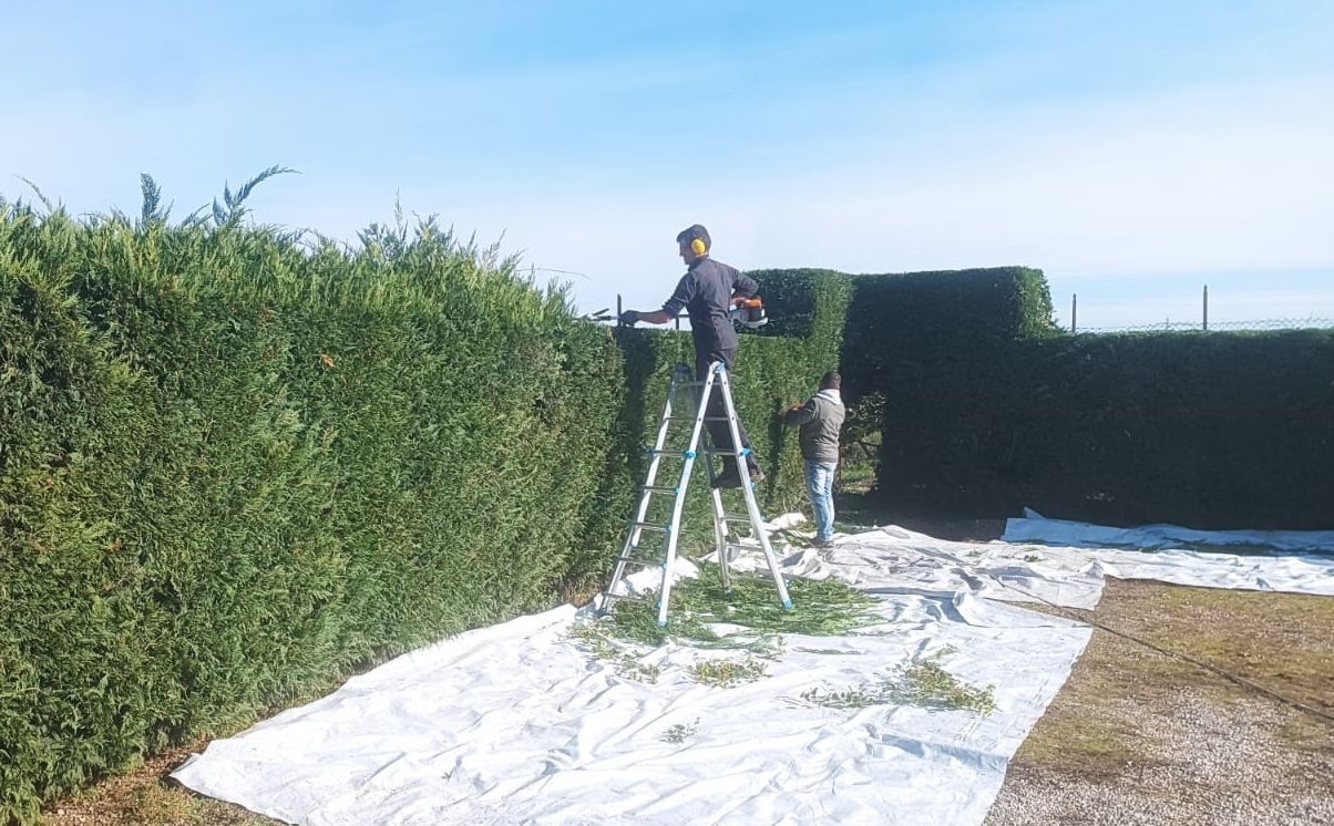Due persone stanno potando una siepe alta con una scala e delle cesoie, in una giornata di sole. Foglie verdi e un lenzuolo bianco sono a terra.
