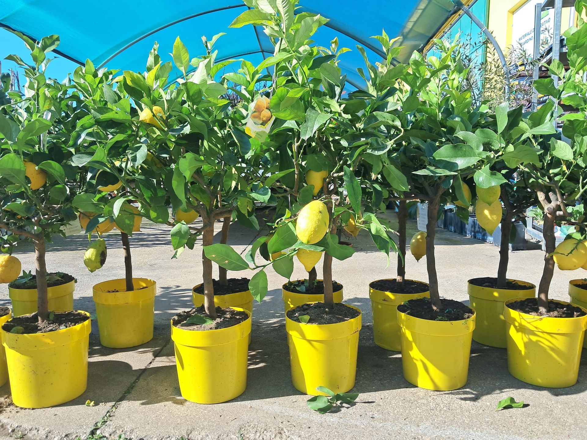 Alberi di limoni in vasi gialli brillanti, esposti all'aperto. Molti limoni sono visibili sui rami.