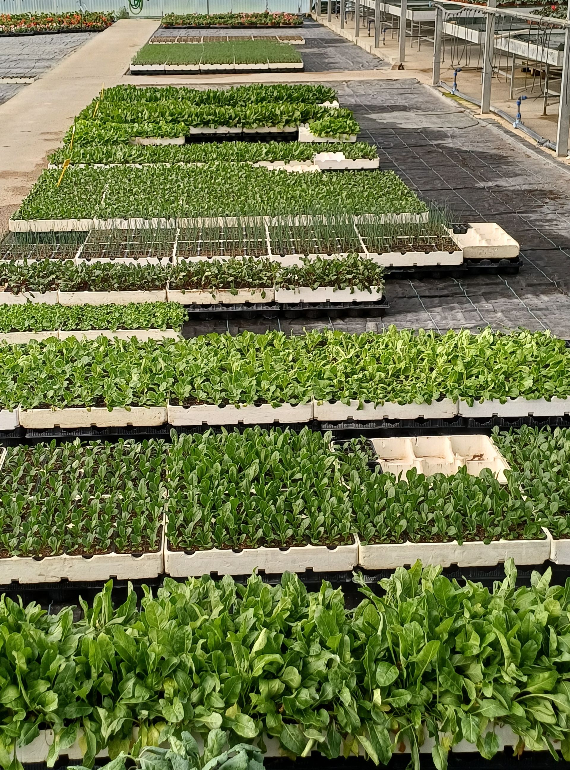 File di piante verdi in vassoi all'interno di una serra, probabilmente destinate alla coltivazione commerciale.