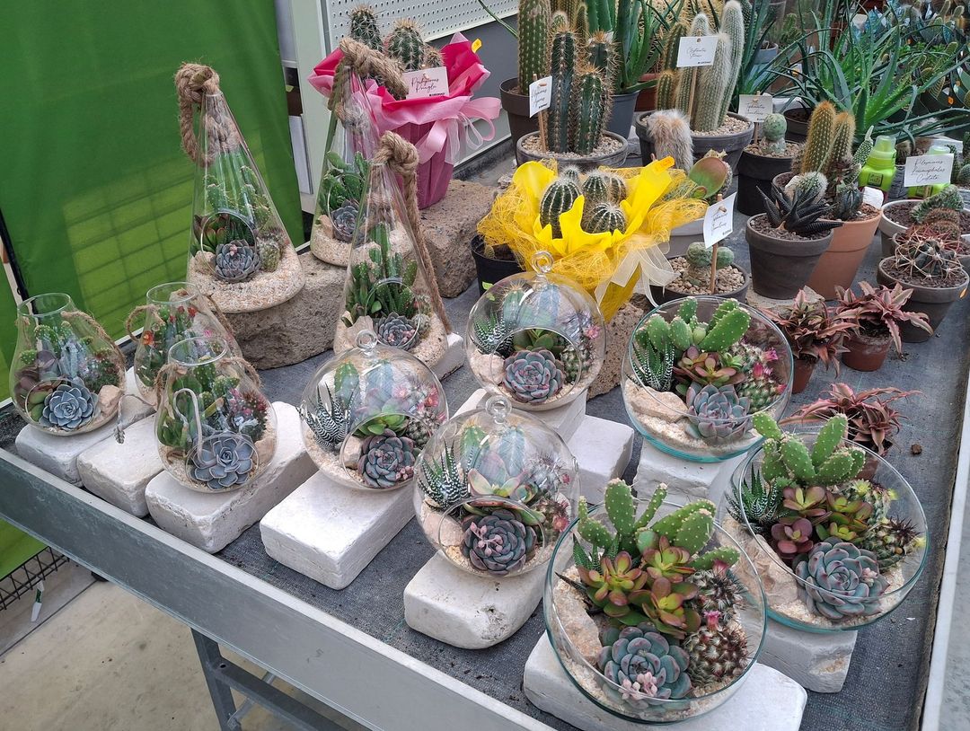 Esposizione di vari terrari e cactus in vendita su un tavolo di metallo in un negozio di piante.
