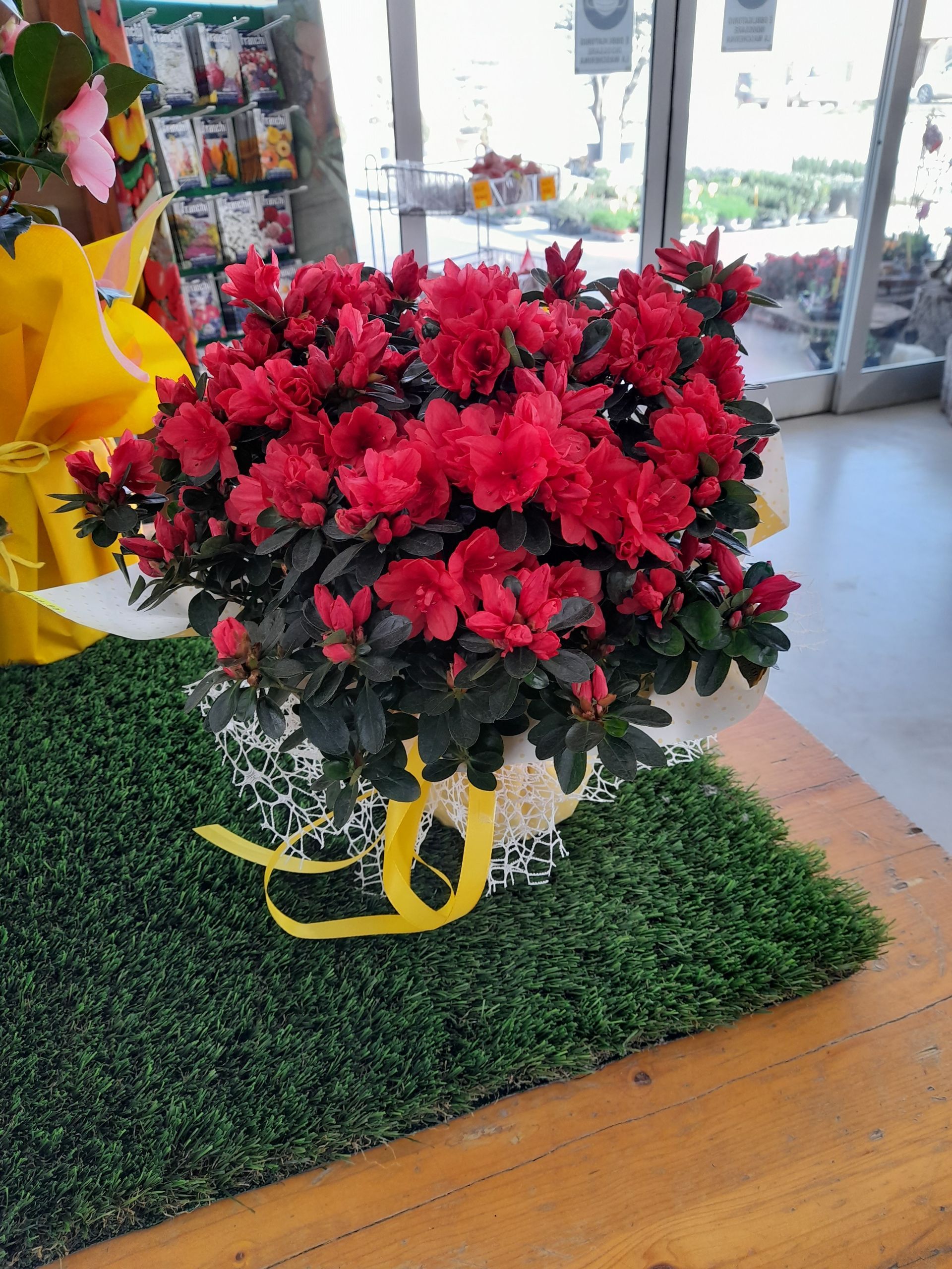 Un'azalea in vaso con vivaci fiori rossi è appoggiata su un tavolo di legno con erba sintetica verde. Un nastro giallo decora il vaso.