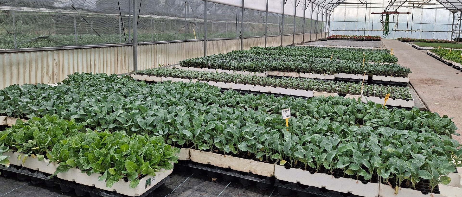 All'interno di una serra sono disposte file di vassoi pieni di piante verdi e frondose, che suggeriscono la coltivazione delle piante.