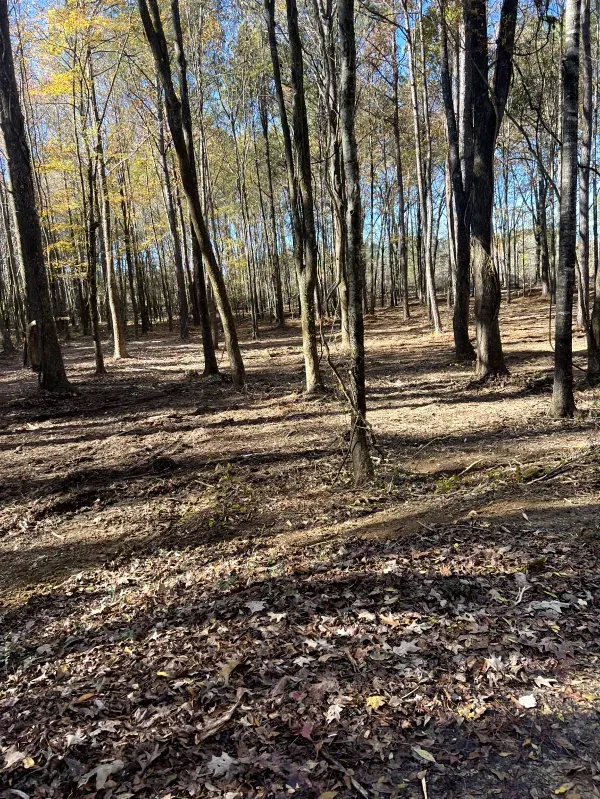 A forest filled with lots of trees and leaves on the ground.