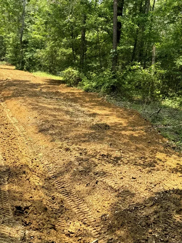 A dirt road in the middle of a forest.