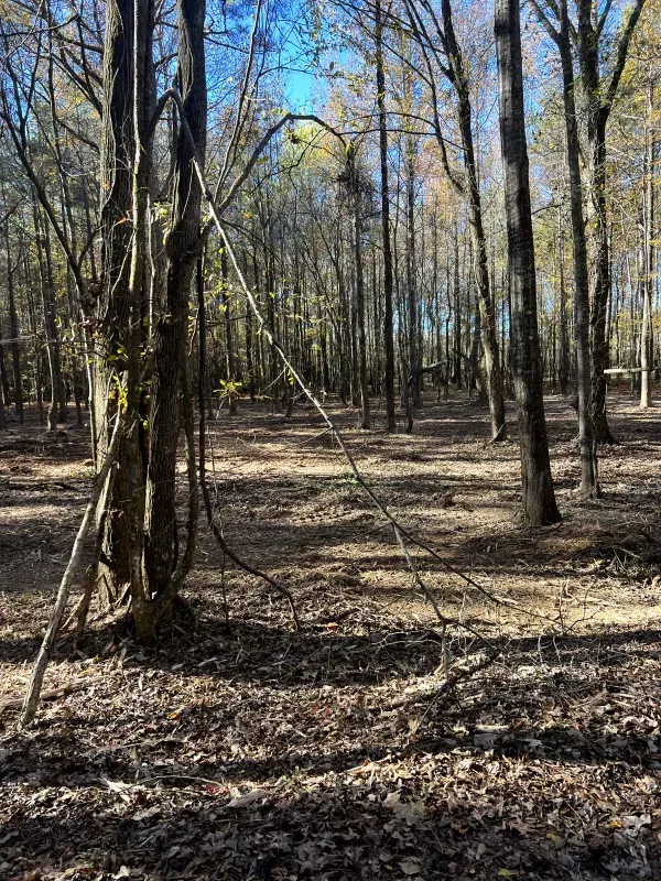 A rope is hanging from a tree in the middle of a forest.
