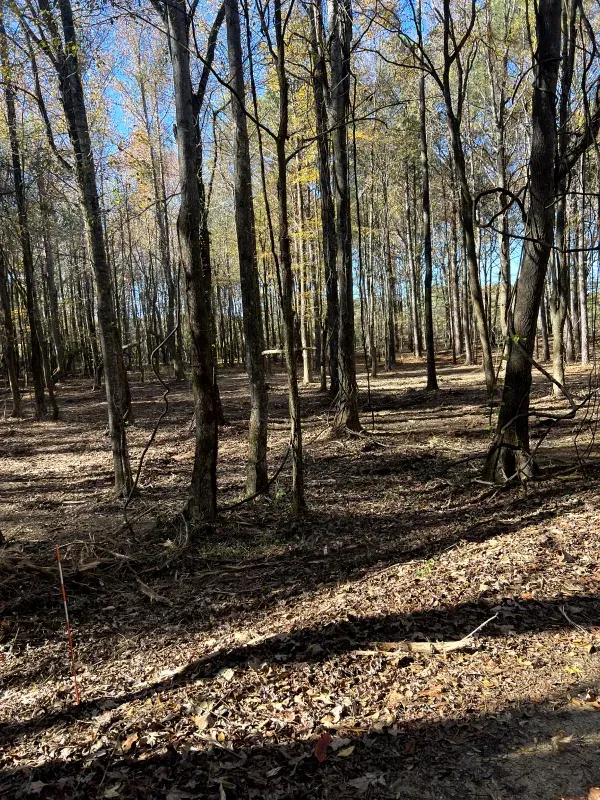 A forest with lots of trees and leaves on the ground