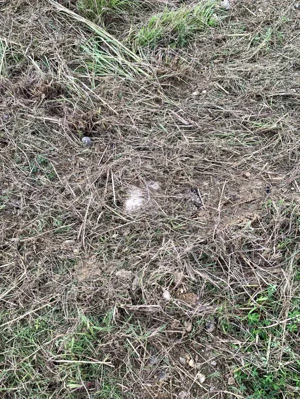 A pile of dry grass and dirt on the ground.